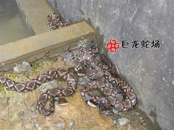 岽Bֳ